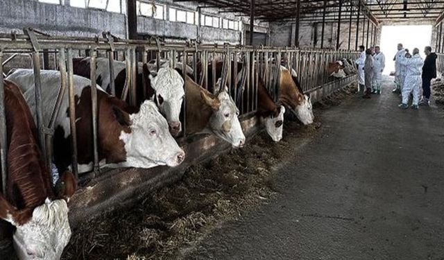 Şarkikaraağaç’ta şap alarmı
