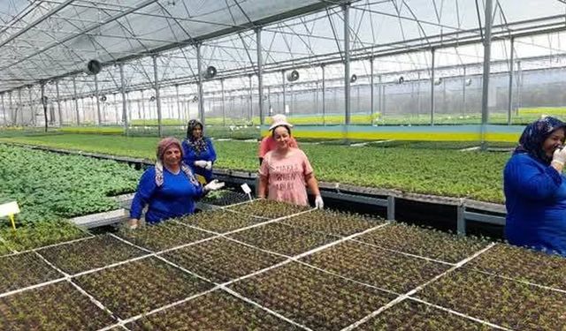 Kumluca’da yaz sıcakları altında fide üretimi: İşçiler zorlu koşullarda çalışıyor