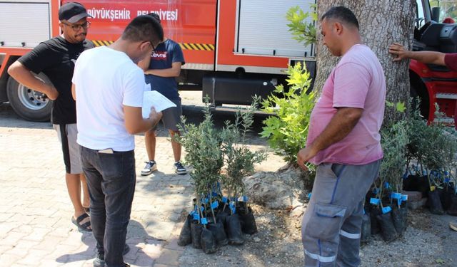 Antalya'lı üreticiye zeytin fidanı desteği!