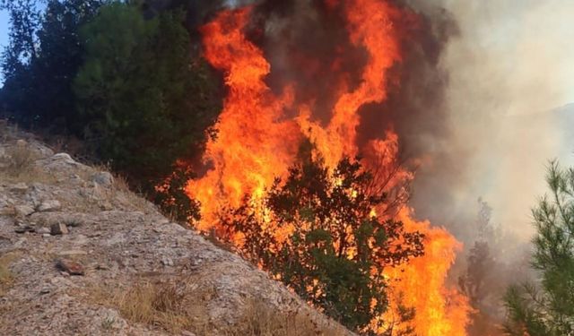 Balıkesir Sındırgı’da orman tangını: Ekipler seferber oldu