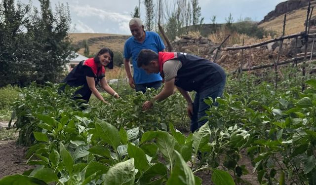 Kars’ta sebze fidesi dağıtımı projesi meyvelerini veriyor: Hasat tamamlandı