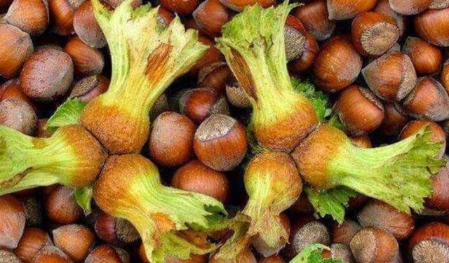 Fındık Fiyatı Psikolojik Eşiği Aştı