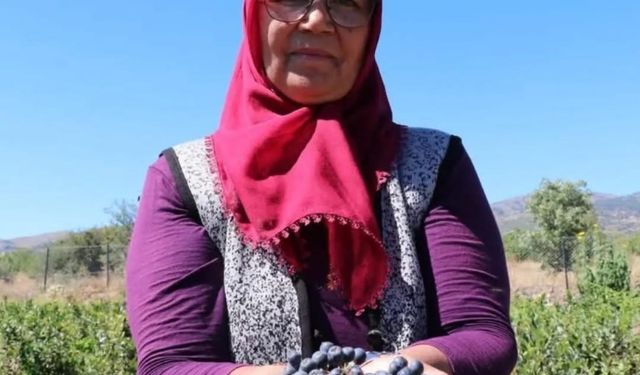 Köyüne döndü, "Aronya'yı" şifa için ücretsiz dağıtıyor