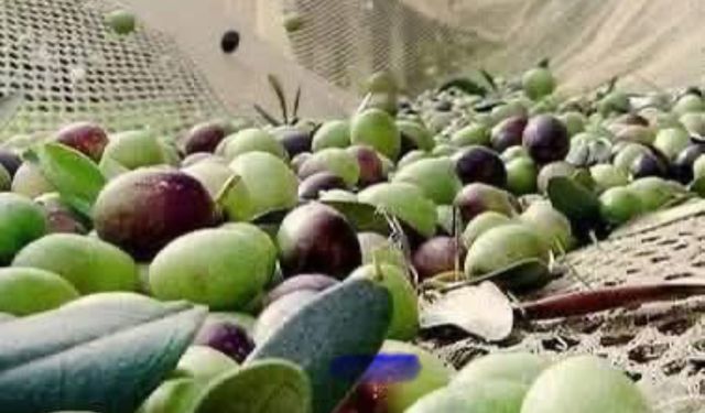 Zeytin dökülmelerine dikkat!