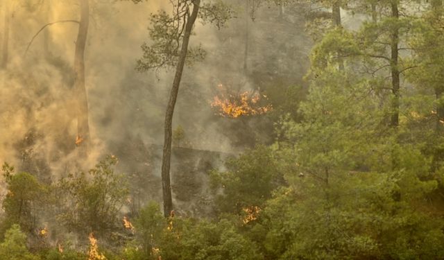Çanakkale Ezine'de orman yangınına müdahale sürüyor