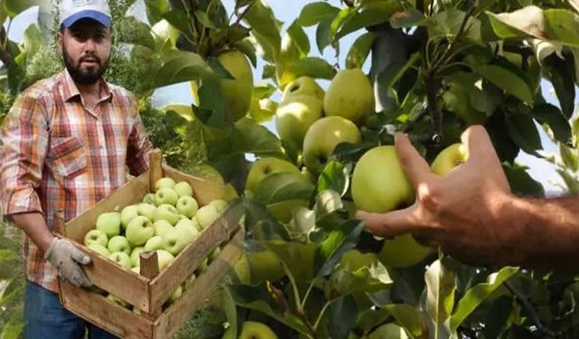 Isparta’da Elma hasadı başladı