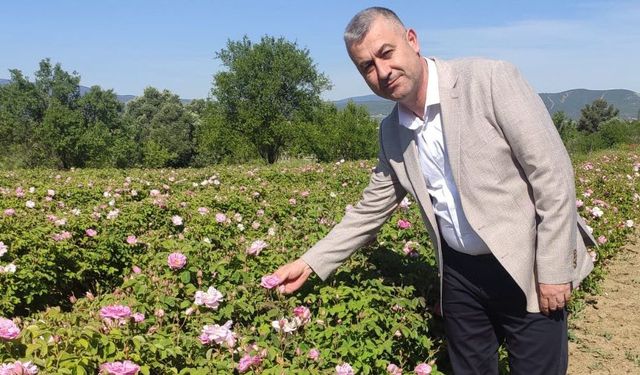 Gül üreticisinin meraklı bekleyişi sona erdi