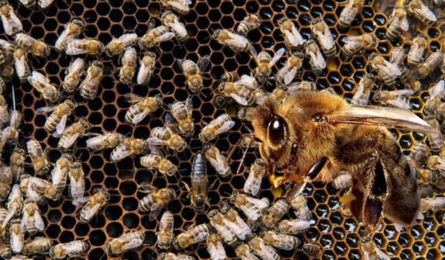 İklim değişikliği bombus arılarının yaşamını tehdit ediyor