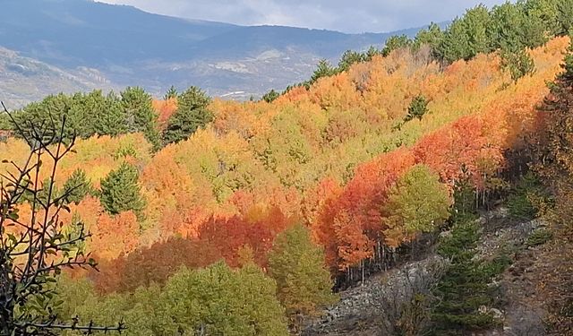 Beypazarı yaylalarında renk cümbüşü yaşanıyor