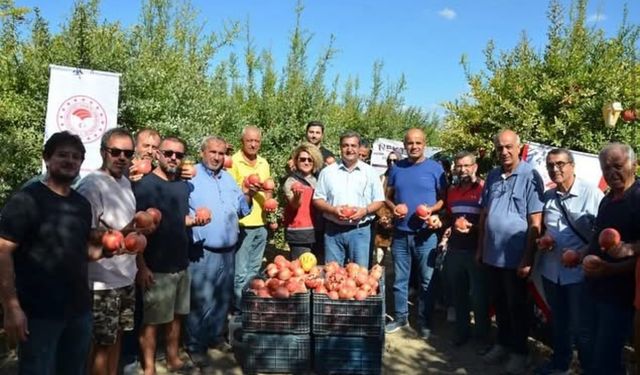 Antalya’da nar hasadı başladı