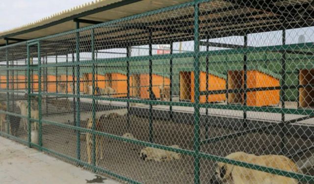 En modern hayvan barınağı Isparta’da