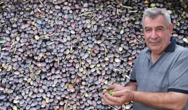 Kuraklık zeytinde rekolteyi düşürdü