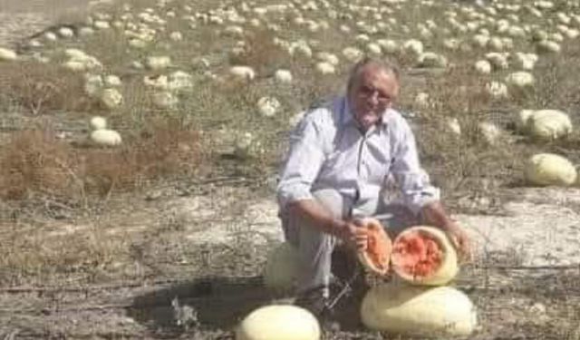 Dağ domuzu yerliyi seçti: Hayvanlar bile ithal tohumu yemiyor