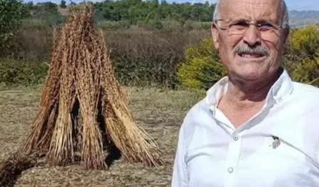 Manavgat’ta tarladan 100 kilo susam çalındı