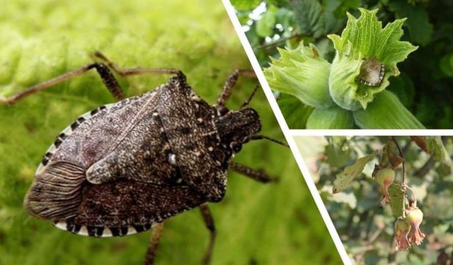 Giresun’da kahverengi kokarca ile kışlak seferberliği başladı