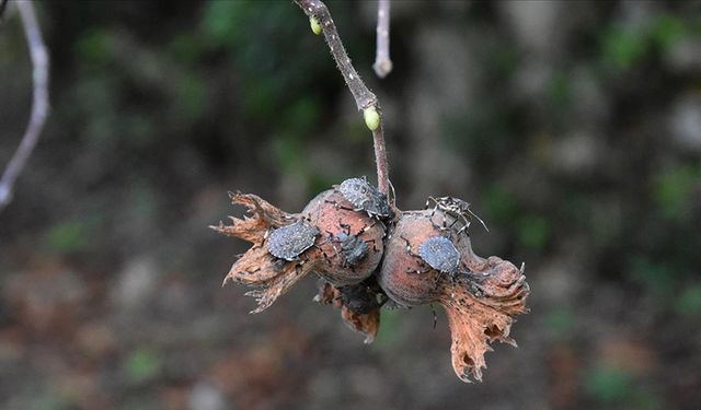 Giresun Fındık Araştırma Müdürlüğü 55 geçici işçi alacak