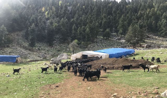 Havalar soğudu, yörüklerin dönüş yolculuğu başladı