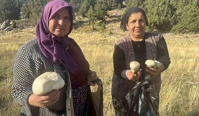 Toroslar’da mantar bereketi başladı