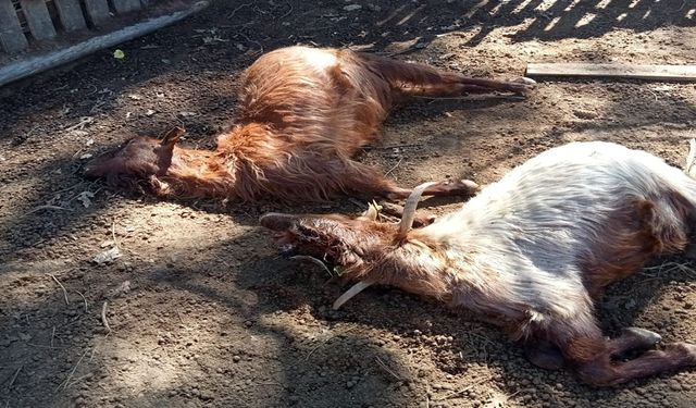 Aksu’da kurt saldırıları üreticiyiz bezdirdi