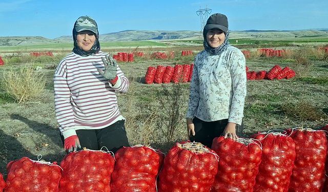 Beypazarı’nda soğan üreticisi tarlada 5 TL ile geçim derdinde