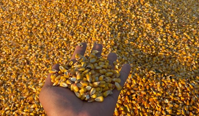 TİGEM, 1400 ton dane mısırı açık artırmayla satışa sunuyor