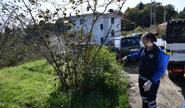 Trabzon’da kahverengi kokarca böceğiyle mücadele kapsamında 9 ilçede ilaçlama çalışmalarını sürdürüyor