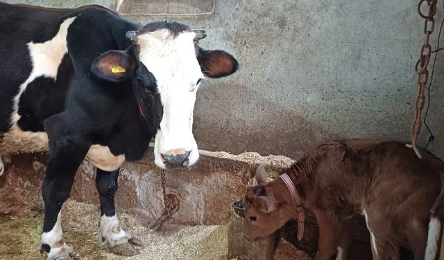 Aksaray Üniversitesi’nden genetik devrim: Süt alerjenini taşımayan buzağılar doğdu