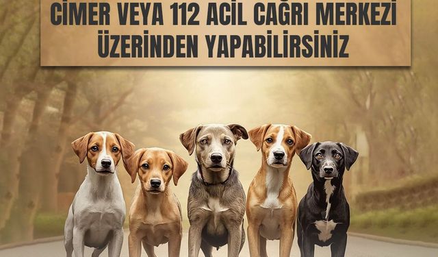 Kars Valiliği’nden sahipsiz hayvanlar için önemli duyuru