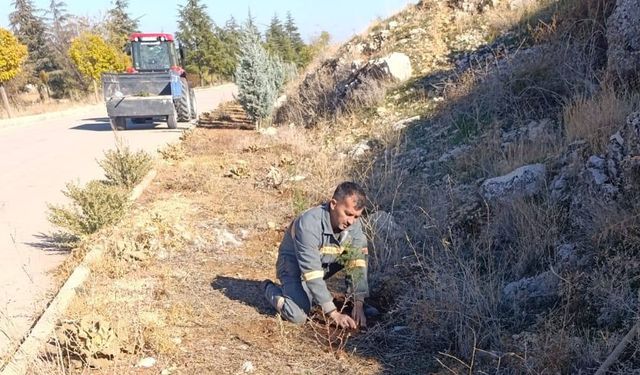 Senirkent’te yeşil dönüşüm: Fidanlar ilçeye can ve renk katıyor