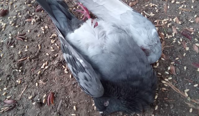 Küçük Lara’nın dikkati, yaralı güvercini hayata bağladı