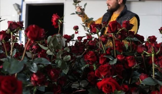 Elmalı Yaylası’nda Gül serasıyla tarımda yeni dönem