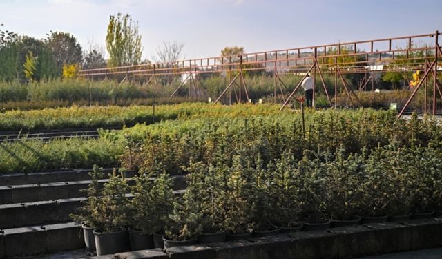 Milli Ağaçlandırma Günü’nde hedef 15 milyon fidanın sahiplenilmesi