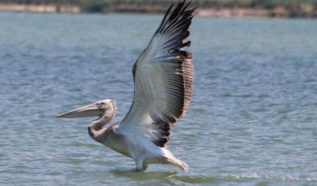 Oltaya takılan pelikanın hayatını balıkçılar kurtardı