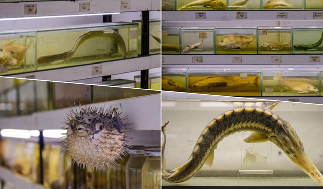 Türkiye’nin denizlerinde balık türlerindeki azalma alarm vermeye başladı