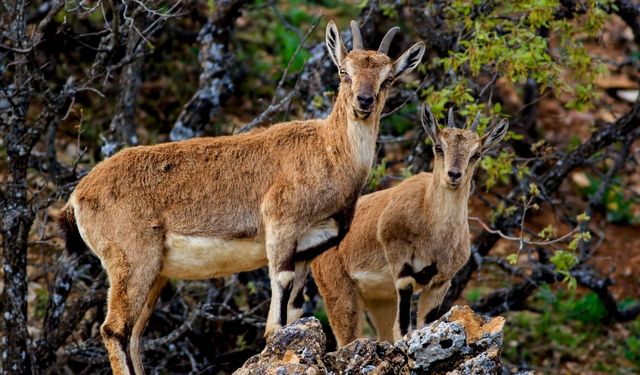 Yaban keçilerini avlayan 3 kişiye 1,9 milyon lira ceza