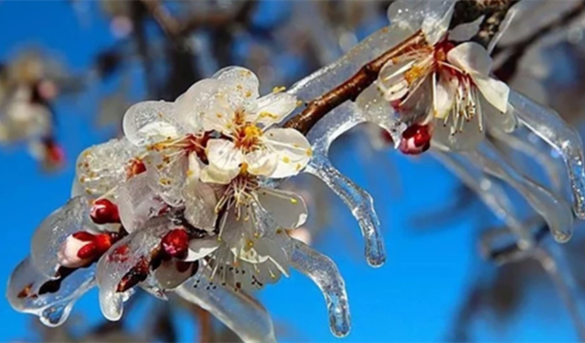 Zirai Don'dan Etkilenen Ürünlere yeni destekleme ödemesi