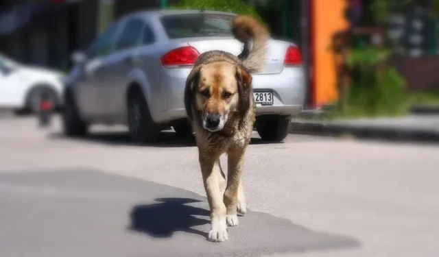 Adana’da başıboş sokak köpekleri toplanıyor...