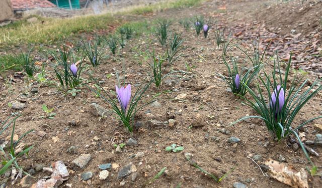 Kralların Baharatı Kırıkkale’de toprakla buluştu
