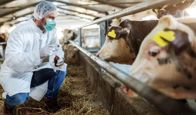 Kuşadası'nda canlı hayvan giriş-çıkışları yasaklandı