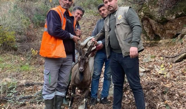 Antalya Gazipaşa’da yaralı yaban keçisi tedavi altına alındı