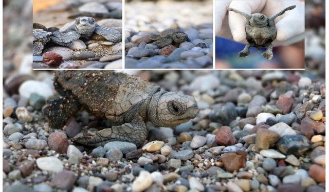 Antalya’da yarım milyona yakın Caretta yavrusu denizle buluştu