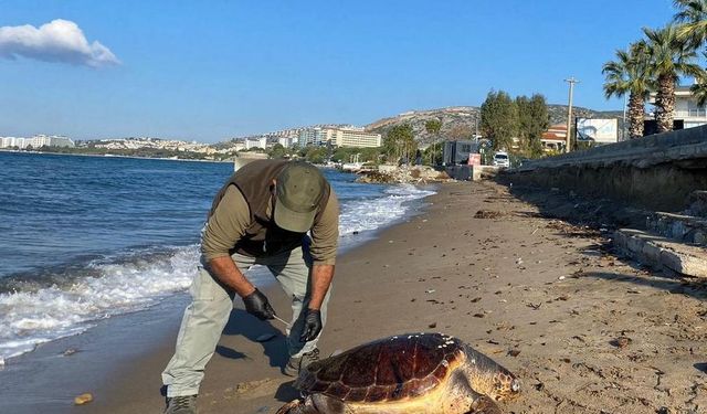 Kuşadası'nda 3 deniz kaplumbağası ölü bulundu