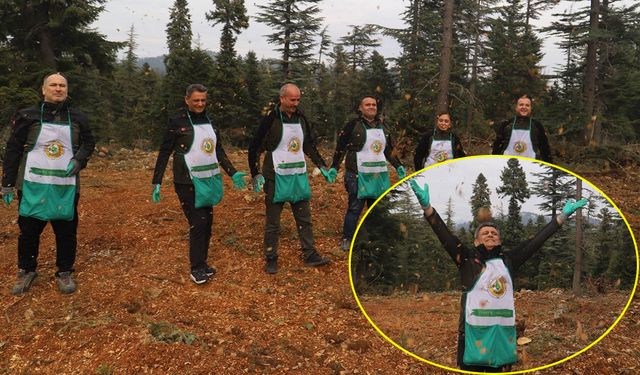 Sedir için seferberlik: 42 hektar alanda ekim