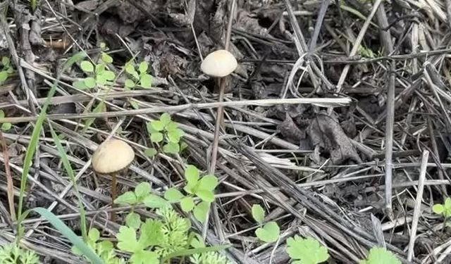 Yenilebilir sanılan her 3 mantardan 1’i hastanelik edebilir