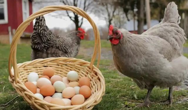 Tavuk eti üretimi artarken yumurta azaldı