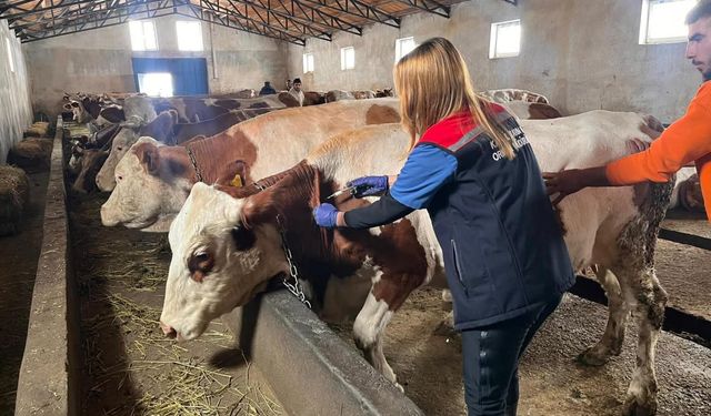 Kars’ta Buzağı kayıplarına karşı septisemi aşısı seferberliği sürüyor
