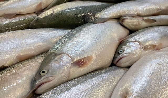 Türk somonu dünya pazarında büyüyor: Hedef milyar dolar