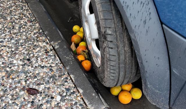 Aydın'da tonlarca milli servet çöpe gidiyor