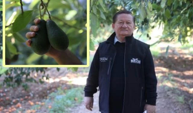 Antalya Avokado Üretiminde Rekor Kırdı