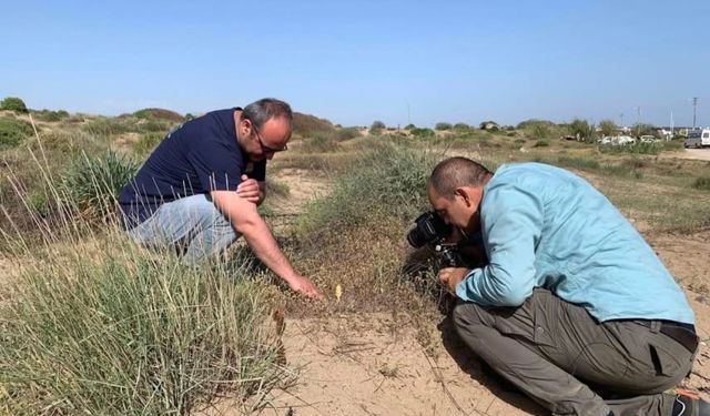 Endemik türü koparmanın cezası 699 bin lirayı aşıyor